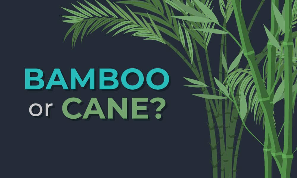 Bamboo or Cane difference