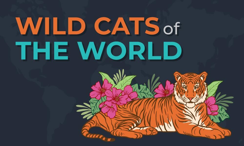 wild cats of the world