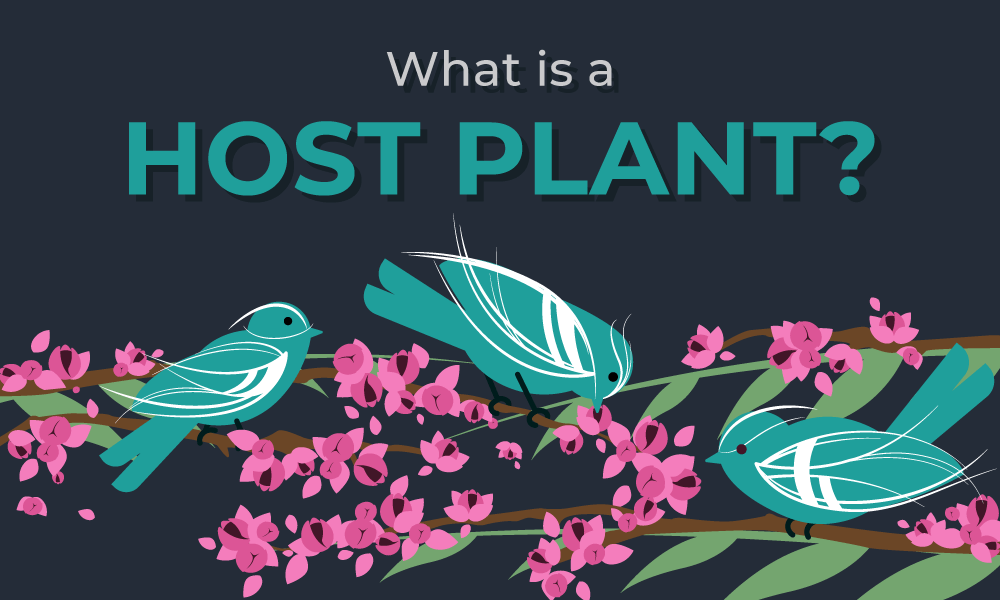 What is a Host Plant?