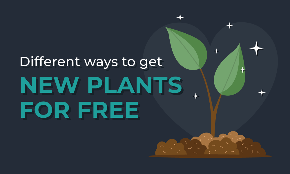 Different ways to get new plants for free