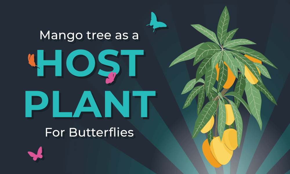 Mango tree as a host plant