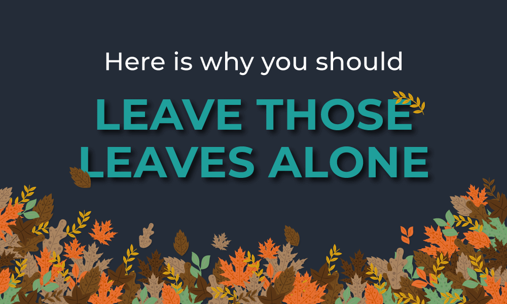 here-is-why-you-should-leave-those-leaves-alone