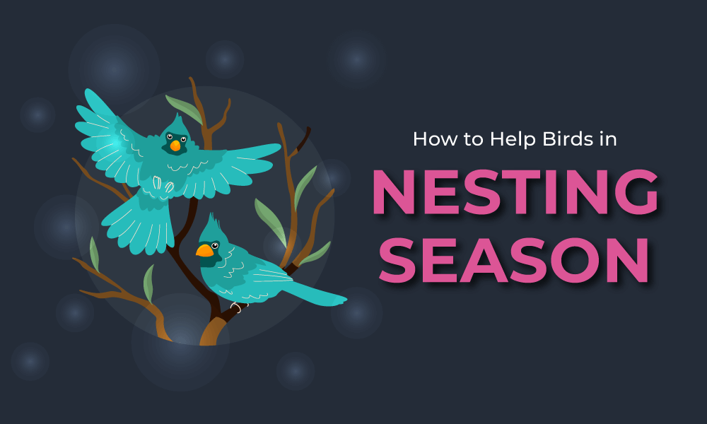 How to Help Birds in Nesting Season