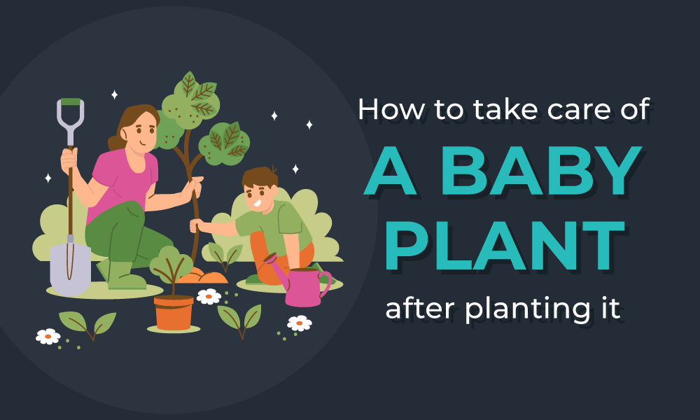 How-to-take-care-of-a-baby-plant-after-planting-it