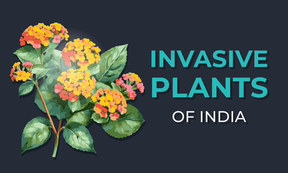 invasive-plant-of-india