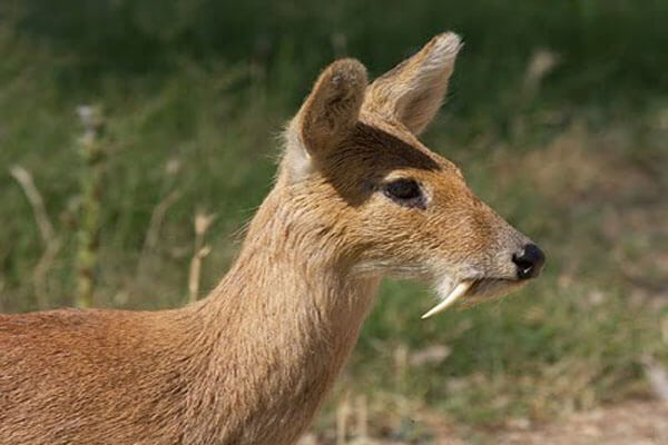 Alpine Musk Deer