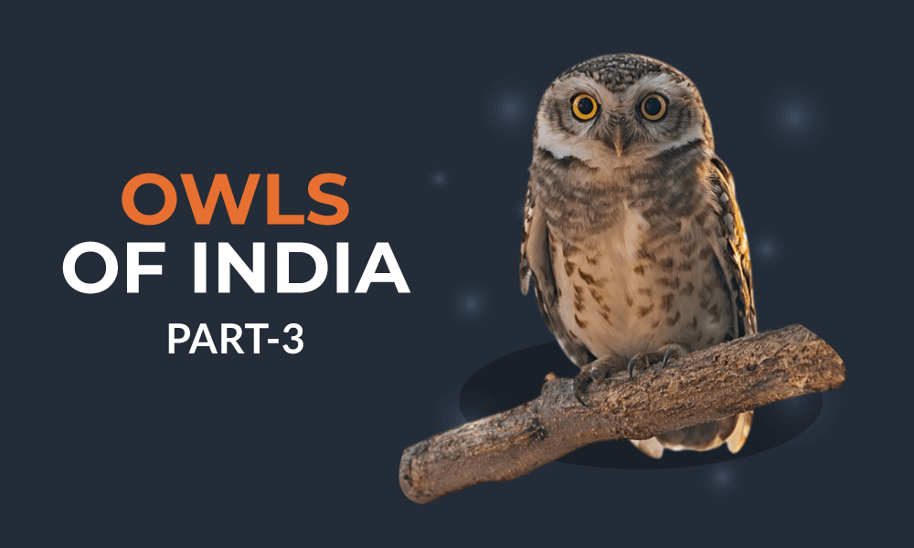 owl-of-india-3