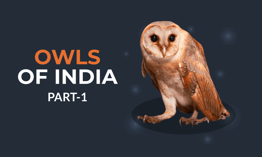 owls-of-India