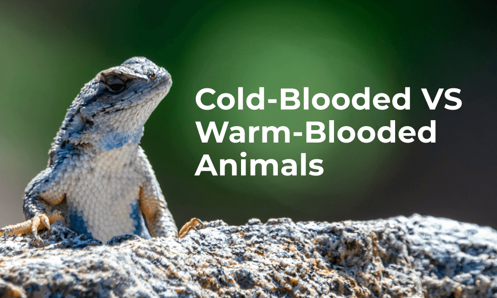 Cold-Blooded and Warm-Blooded Animals