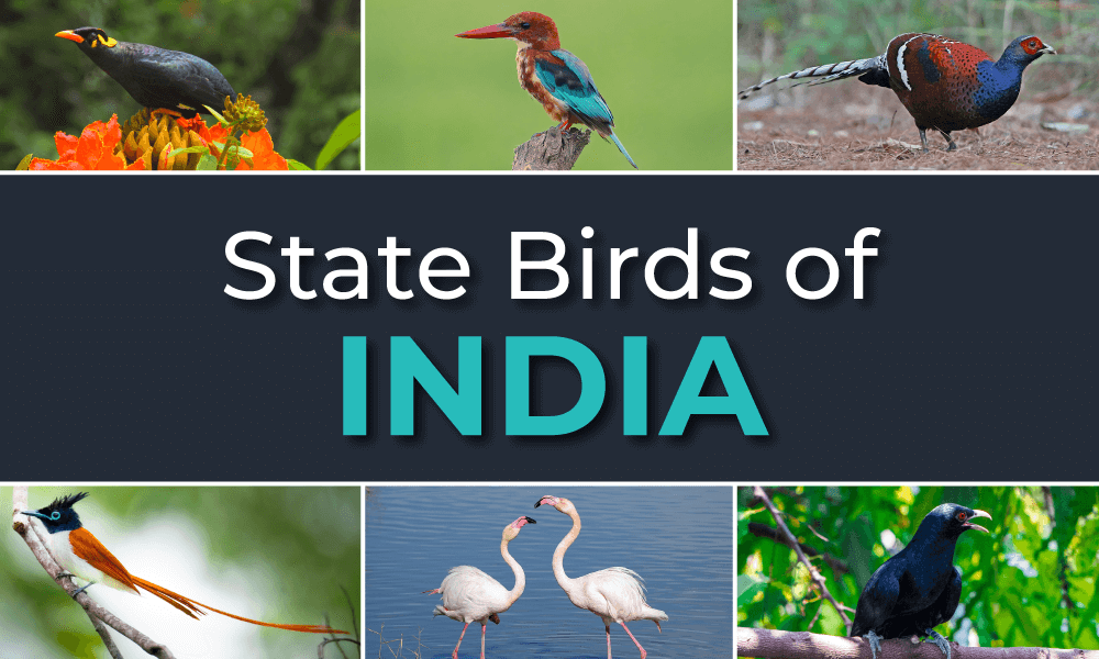 state-bird-of-india