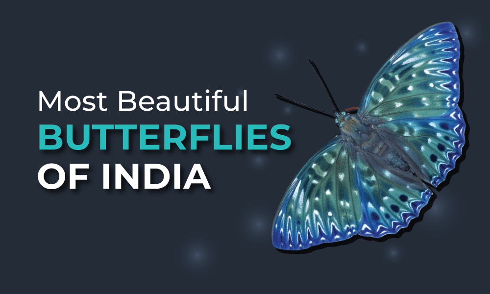 Most-Beautiful-Butterflies-of-India